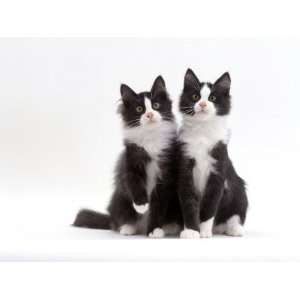  Domestic Cat, 12 Week Identical Brothers, Black And White 