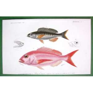  FISHES 1. Sparus erythrinus (Spanish Sea Bream), 2. Sparus 