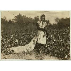 Photo Callie Campbell, 11 years old, picks 75 to 125 pounds of cotton 
