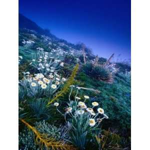  High Altitude Mountain Daisies (Celmisia Semicordata), Mt 