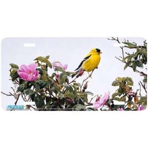 3518 Gold on a Rose Gold Finch License Plates Car Auto Novelty Front 