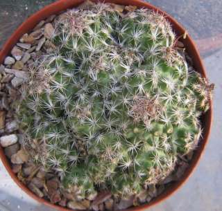 Escobaria hesteri Miniature Clump Cold Hardy Cactus 18  