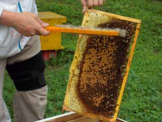 2PCS Natural Beekeeping Bee Hive Brushes bee 0012  