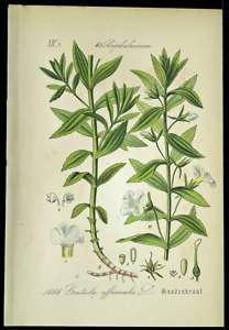 THREE 3 Antique Botanical CHROMO Print 1631 SPEEDWELL  
