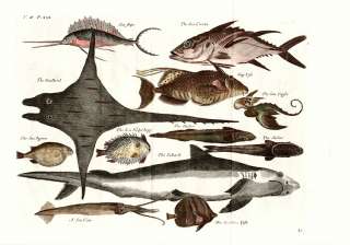 ANTIQUE PRINT,FISHES,SHARK,SEA DEVIL,EAGLE,Nieuhof,1744  