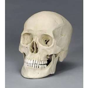 Bone Clones(r) European Human Skull:  Industrial 