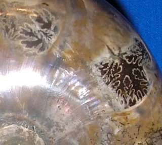 Whole Ammonite Sea Fossil Nautilus Ancestor 3.5 12.7oz  