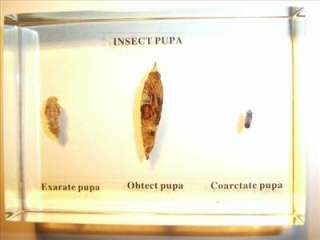 Types of Insect Pupa Specimen Set (Clear Lucite)  