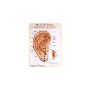  Sketch Chart of Ear Acupoints 