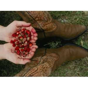  A Pair of Hands Holds Wild Strawberries Between a Pair of 