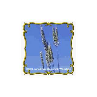  1 Oz June Grass (Koeleria cristata) Bulk Seeds Patio 