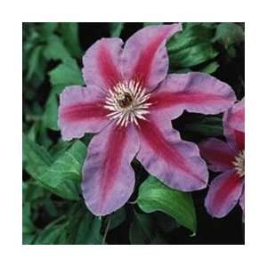  Clematis   Fireworks Perennial Flower Patio, Lawn 