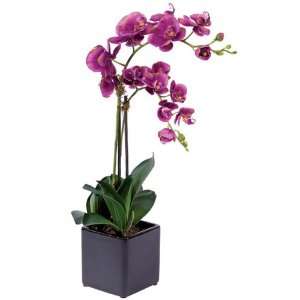   Butterfly Orchid Silk Flower Plants 22  Home & Kitchen