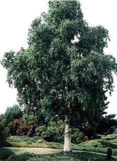 Whitebarked Himalayan Birch   Betula   Outside or Bonsai  