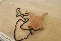 Real Frog/Toad sling purse leather coin bag gag  