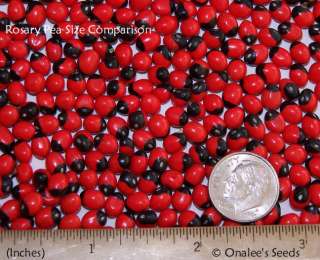 101+ Red Rosary Prayer Bead Seeds,Abrus precatorius  