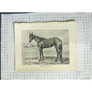  Antique Print Horse American Trotter Sunol Bonner