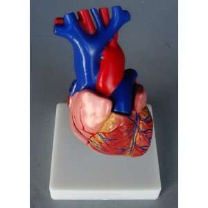  Model Anatomy Professional Medical Heart Model Life Size 