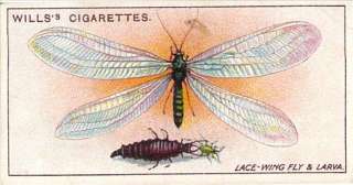 Lace wing Fly& Larva Chrysopa vulgaris Wills Garden  