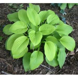  Hosta August Moon {25 Bare Root plants} Patio, Lawn 