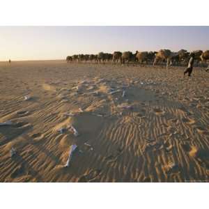 Caravan of Camels Crosses Through the Sahara Past Sun Bleached Bones 