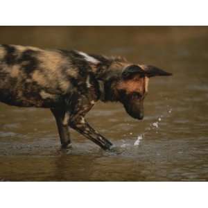  Cape Hunting Dog Paws Water and Sends Up a Splash Animal 