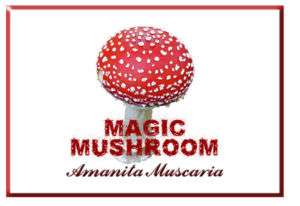 MAGIC MUSHROOM T SHIRT Amanita Muscaria Shrooms NEW  