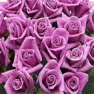     50 Long Stem Lavender Roses  Grocery & Gourmet Food