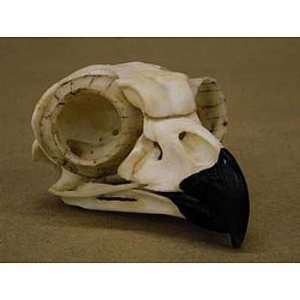  Great Horned Owl Skull and Claw: Industrial & Scientific