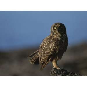  A Close View of a Short Eared Owl (Asio Flammeus Stretched 