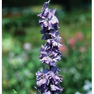  Davids Non Hybrid Flower Larkspur Sublime Lilac 50 Seeds 