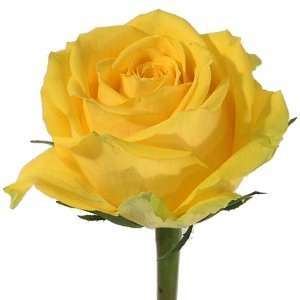 Send Fresh Cut Flowers   100 Long Stem Yellow Roses Wholesale:  