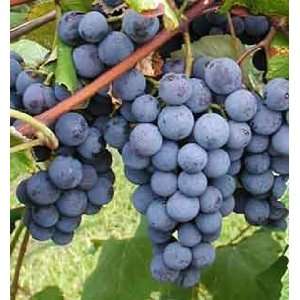  Concord Grape Fruit Vine Seeds Patio, Lawn & Garden