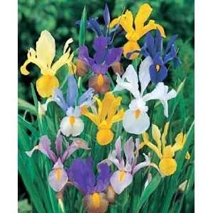  Mixed Dutch Iris 20 Bulbs  SUPER VALUE  Hardy: Patio, Lawn 