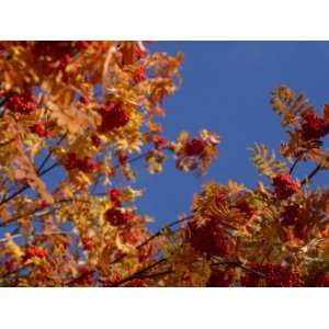 Autumnal Foliage of a Rowan Tree Against a Blue Sky Photographic 