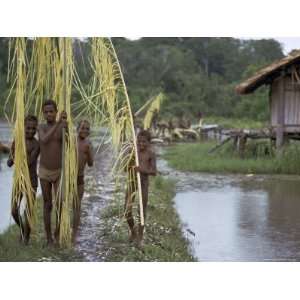  Boys Carrying Palm Stems to be Used for Basket Making, Irian Jaya 