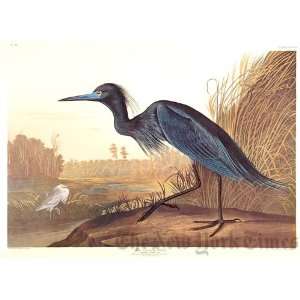 Blue Crane, or Heron, Plate 307
