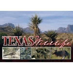  Texas Postcard Tx126 Texas Wildlife Case Pack 750 Sports 