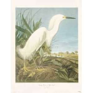    John James Audubon   Snowy Heron Or White Egret: Home & Kitchen