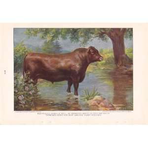   Bull   Cattle of the World Edward Herbert Miner Vintage Cow Print