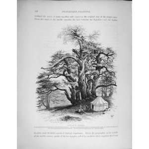  1881 Cedar Tree Lebanon Quarry BaAlbek Stone