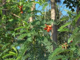 Rare Red Orange Mimosa Tree Bloom 10 Seeds Plant  