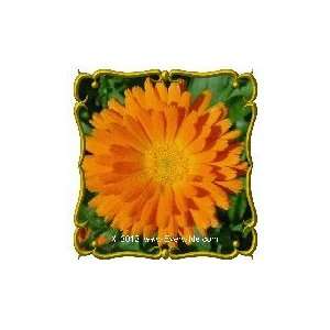  1 Lb   Calendula Fiesta Gitana Bulk Wildflower Seeds 