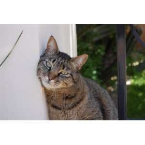  Beauty  Tabby Cat: Everything Else