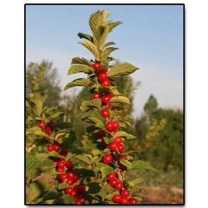  PRUNUS TOMENTOSA   Nanking Cherry Patio, Lawn & Garden