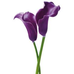  Purple Calla Lillies by Innes Giant Wall Art: Home 
