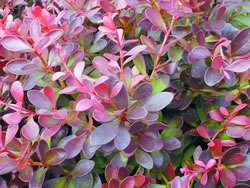 Crimson Pygmy Barberry Perennial   Berberis   Very Hardy  