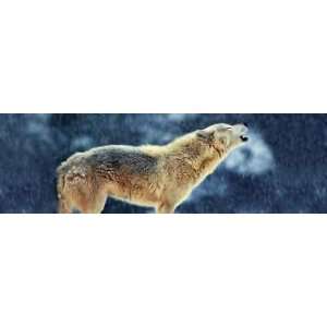  Wolves 2 Rear Window Graphic: Automotive