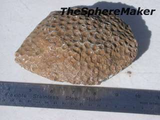 Siaz PETOSKEY STONE FOSSIL CORAL ROUGH NATURAL DISPLAY LAPIDARY 2.3 
