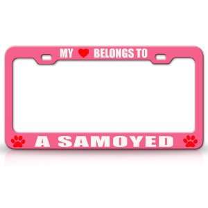 MY HEART BELONGS TO A SAMOYED Dog Pet Steel Metal Auto License Plate 